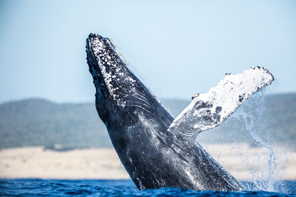 when to go whale watching in alaska 