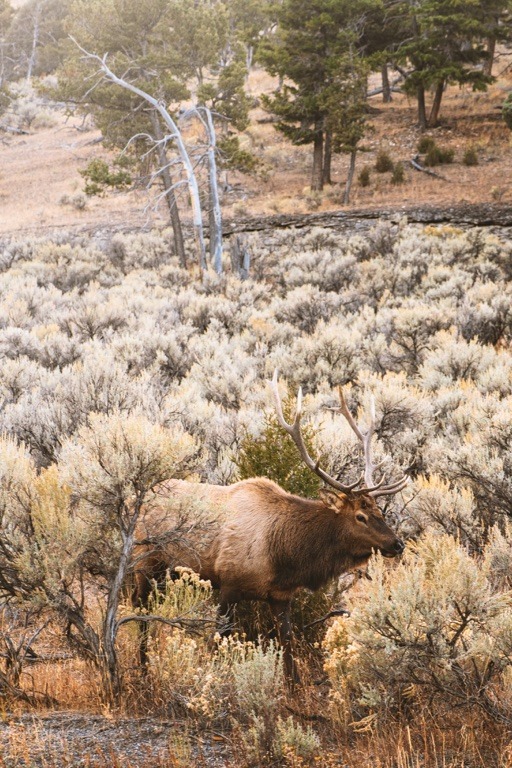 Yellowstone wildlife