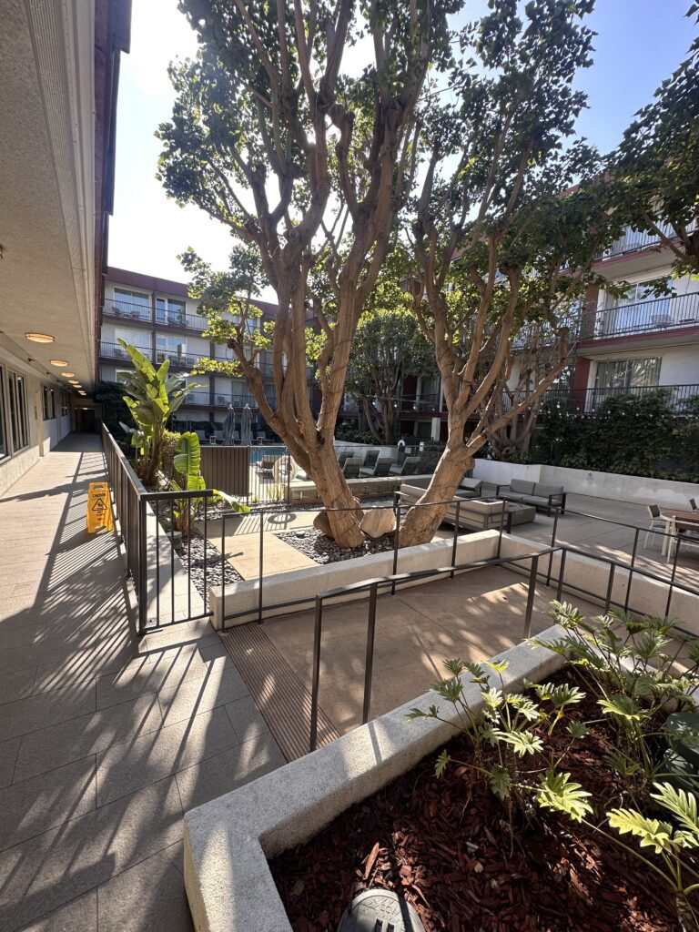 a tree in a courtyard